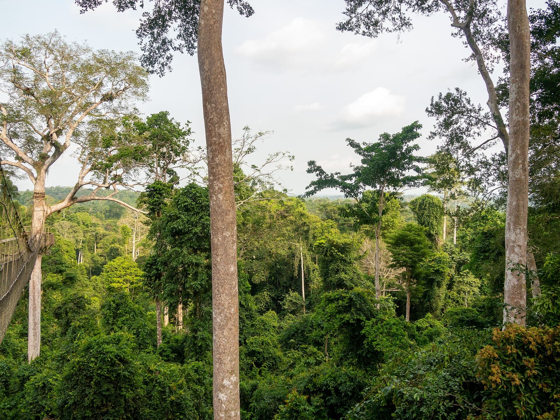 Nature & hiking in Kakum National Park — what to do and where to start