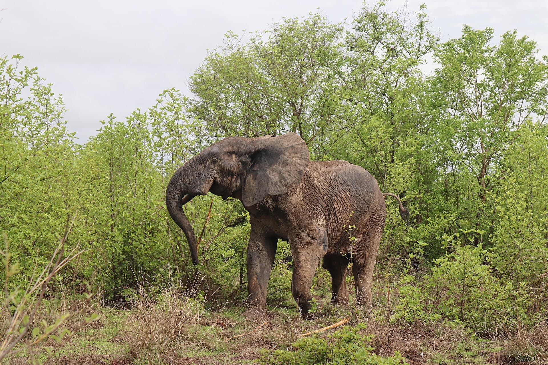 Things to do in Mole National Park — 5 ideas for 2026