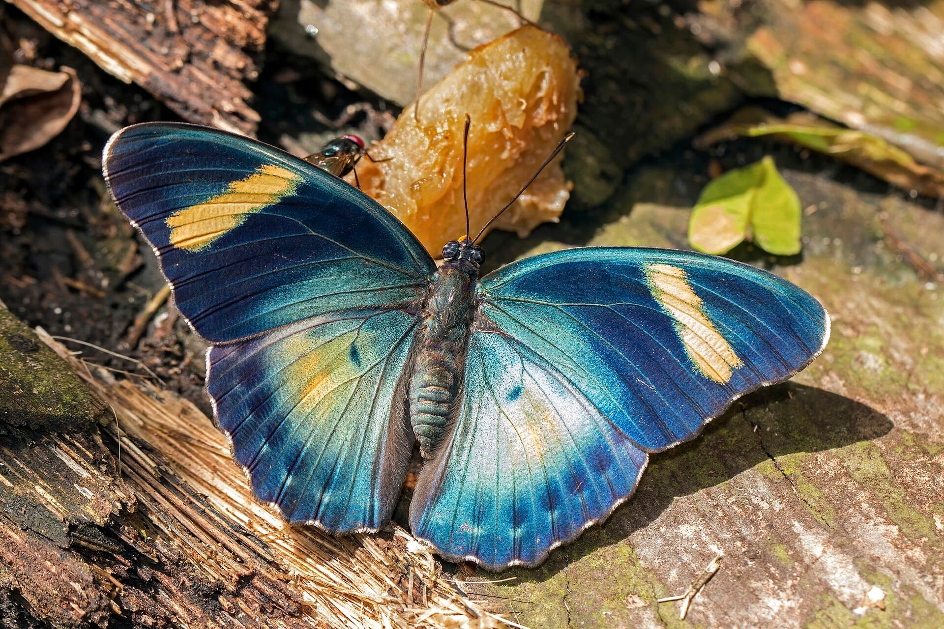 Wildlife in Kakum National Park — what to do and where to start