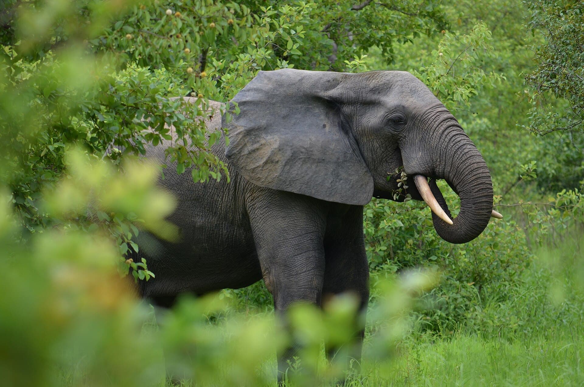 Wildlife in Mole National Park — what to do and where to start